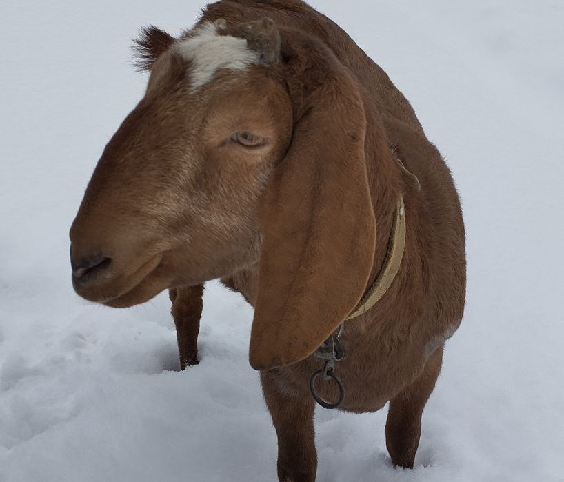 Продається коза, первістка, англо-нубійської породи