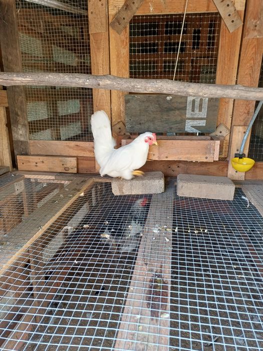 Ovos das seguintes raças