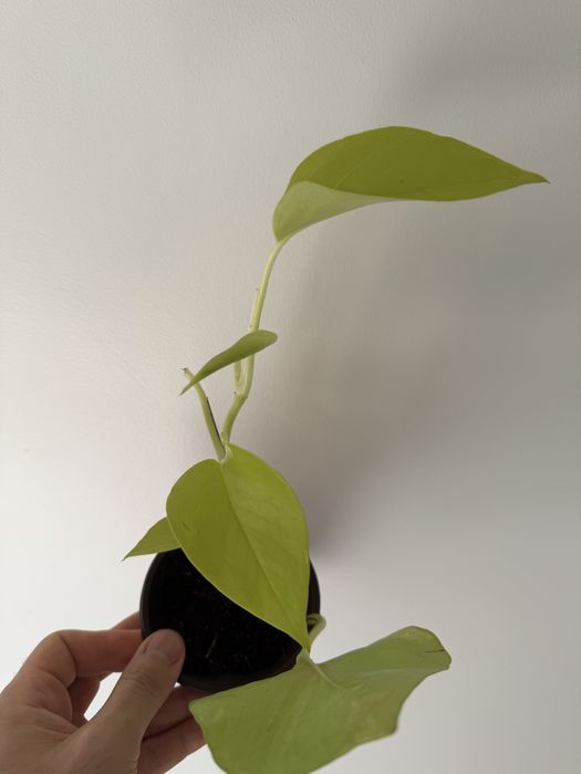 Epipremnum Lemon Lime