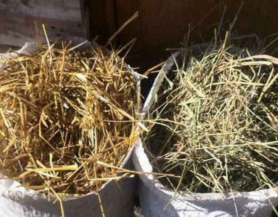 Сено собакам на подстилку, сіно солома в тюках та мешках