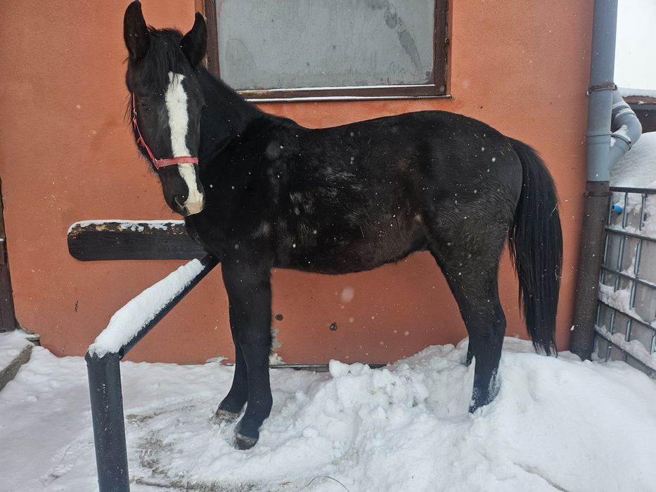 Sprzedan ogierka  Śląskiego