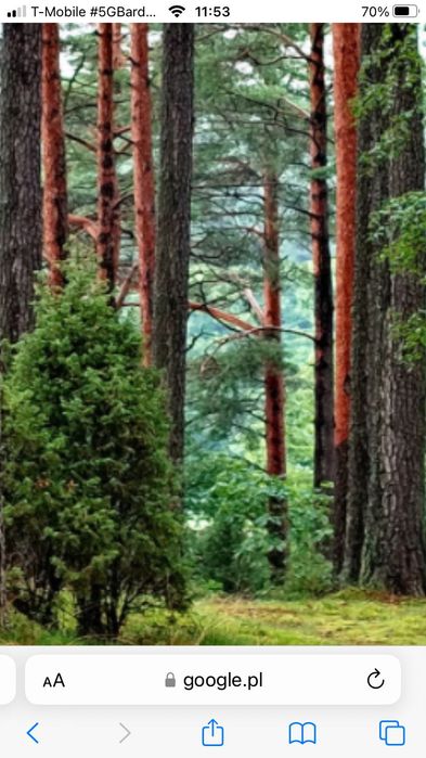 sprzedam działki leśne