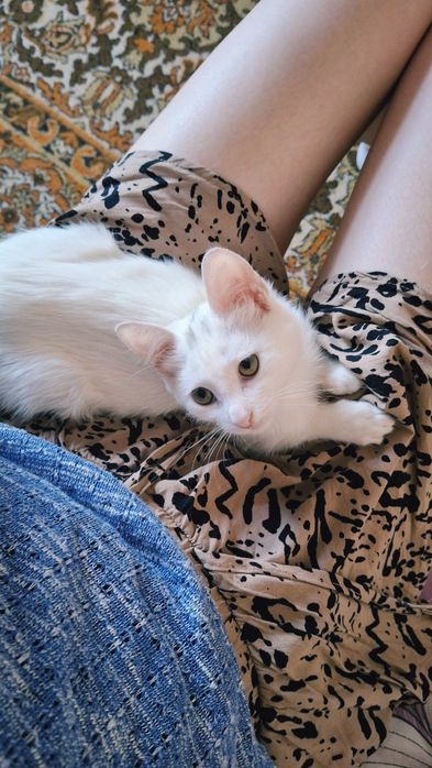Котя шукає родину