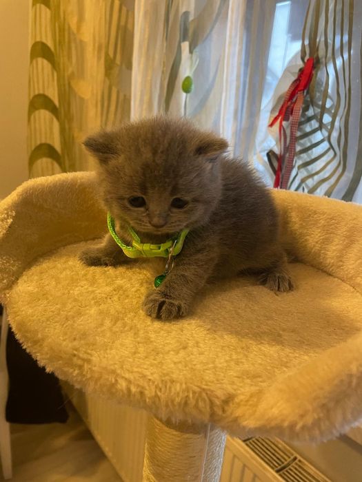 Kocurek brytyjski niebieski piękny zapraszam