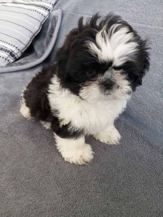 Piesek shih tzu szczeniak