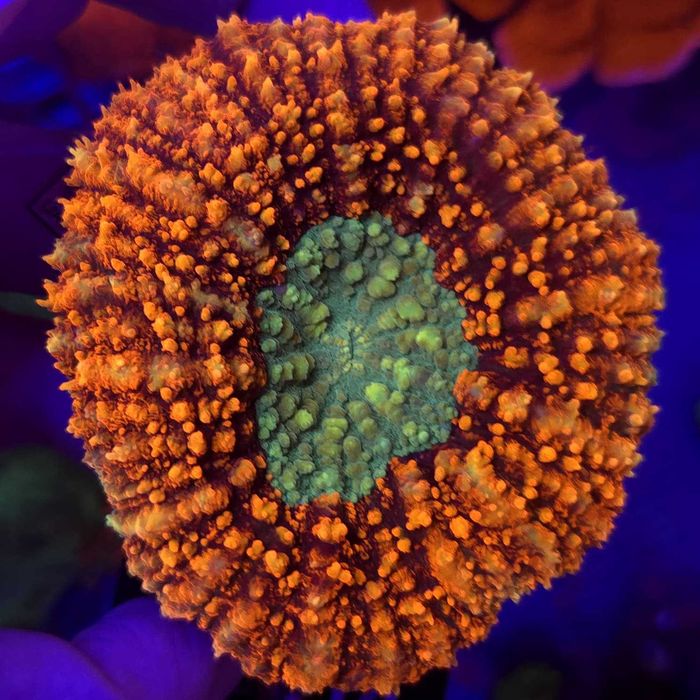 Lobophyllia Rainbow Red WYSIWYG #G0014 LPS - koralowce Kingdom of Corals