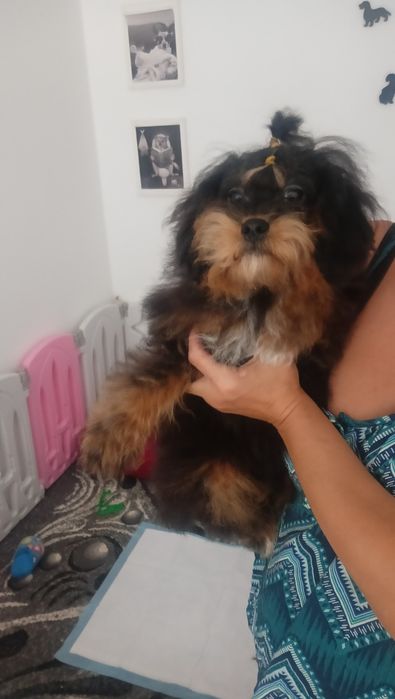 Szczeniak Pomapoo Pudel toy .