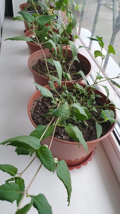 Саженцы  липпии сладкой  - заменитель сахара. Гранат,инжир ,киви.