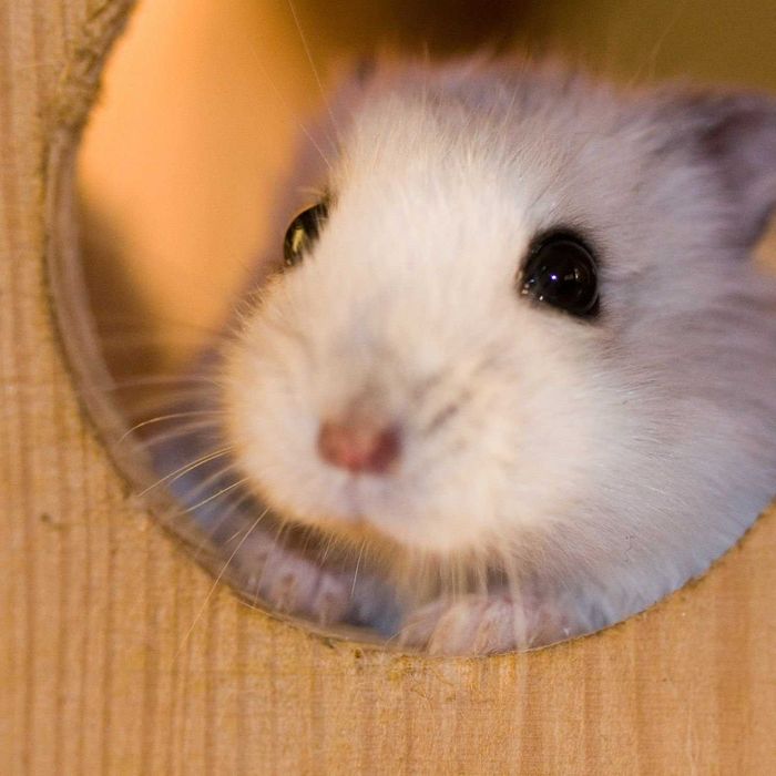 Роскошные джунгарские хомячки, белоснежного окраса, хомячата, хомяки