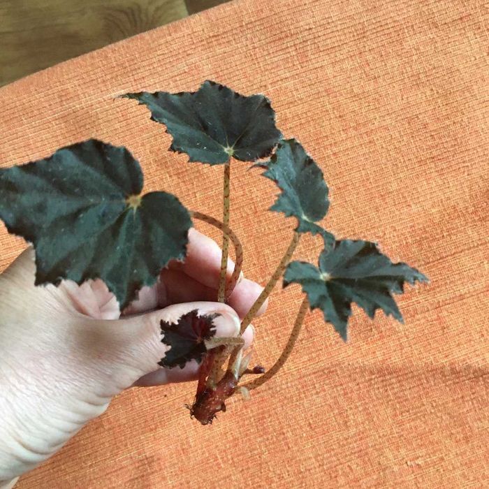 Бегонія клеопатра  зріз з гілочки( 5 листків).В горщику вже 7