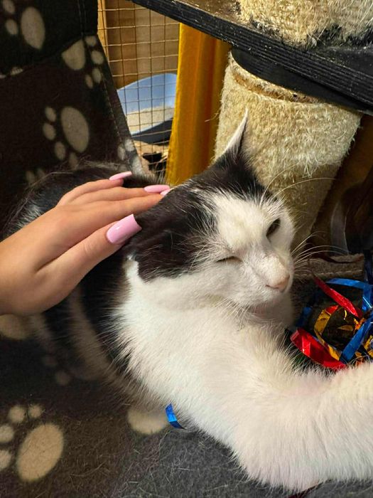 Uroczy Kacperek szuka domu