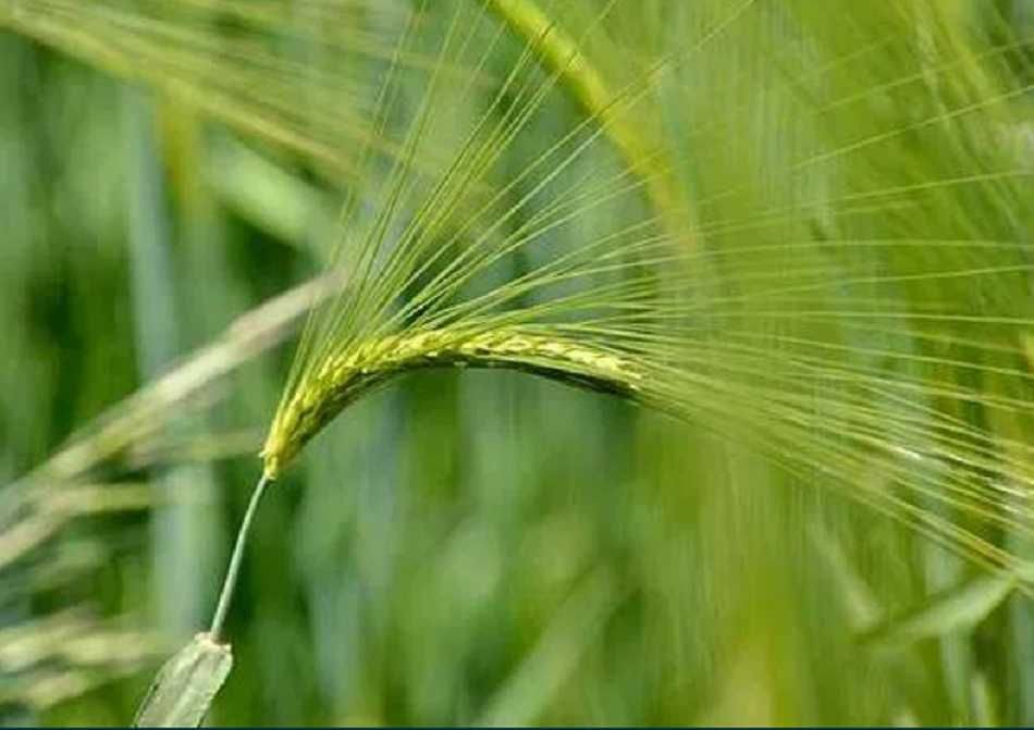 Jęczmień jary RGT Gagarin