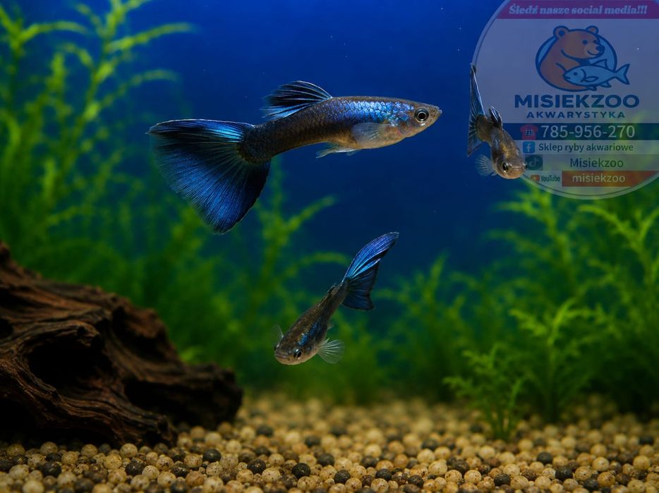 MISIEKZOO żyworódki - Gupiki Moskiewskie Blue Neon