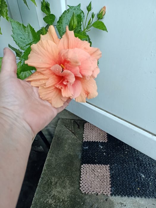 Гибискус комнатный