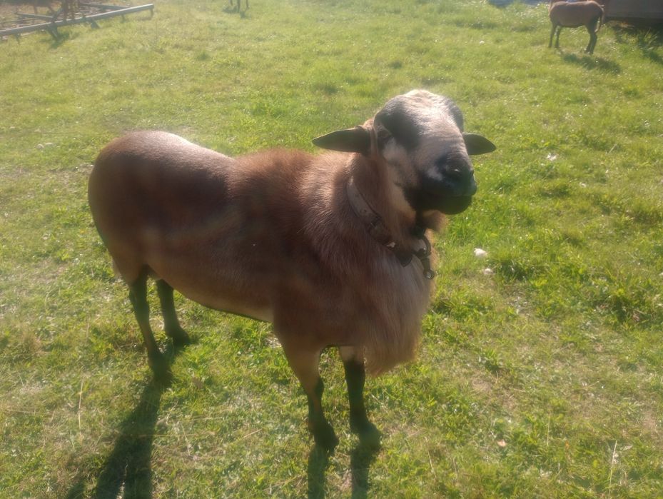 Sprzedam Barana i owcę Barbados