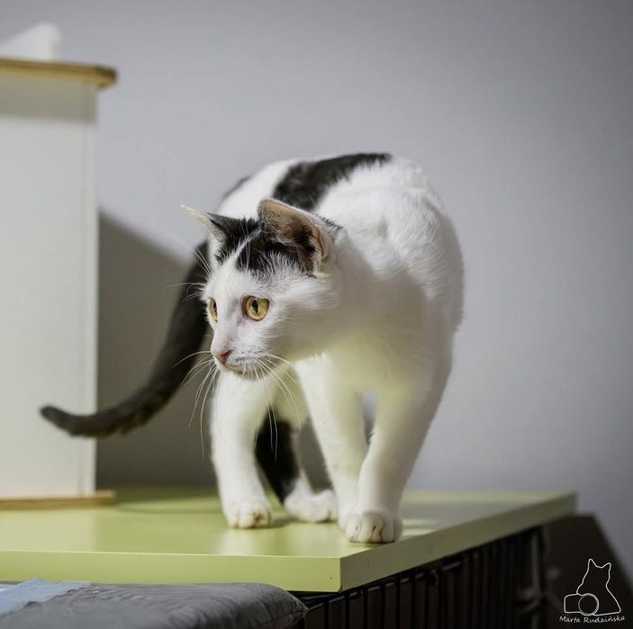 Fajny kotek szuka domu