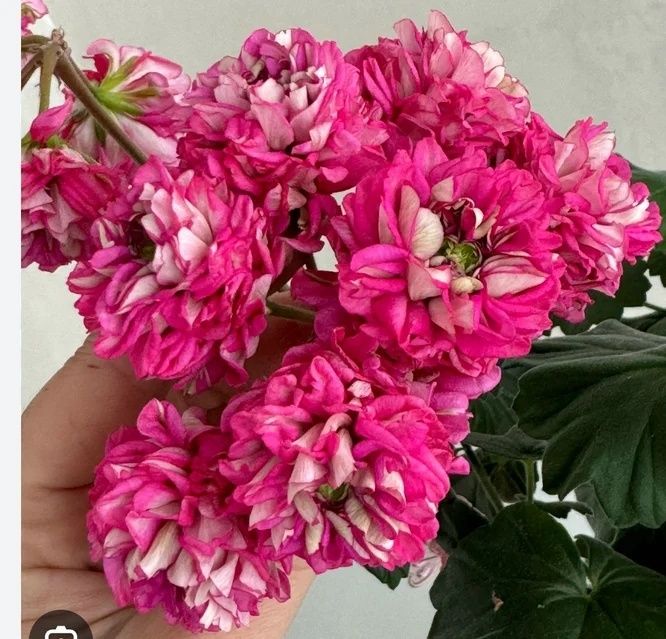 YUV Amaretti pelargonia