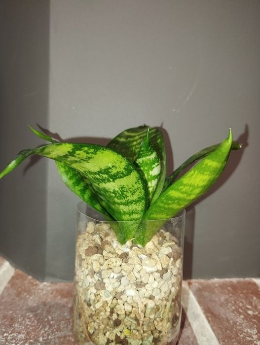 Sansevieria Seibert sansewieria hahnii