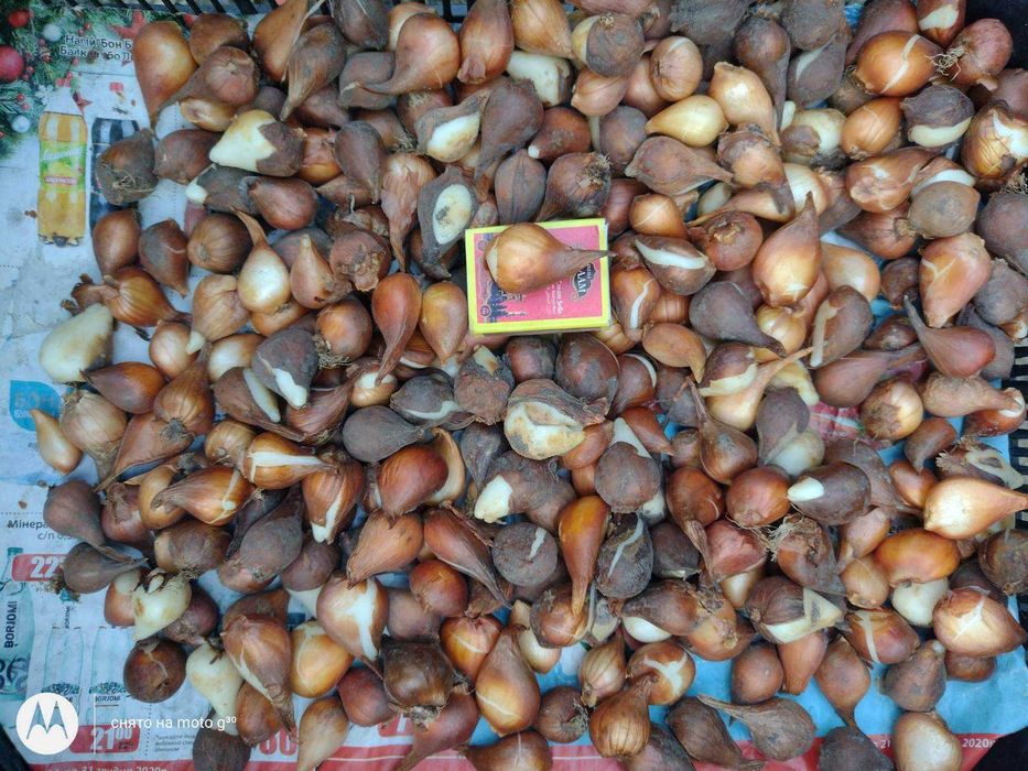 Луковицы тюльпанов ассорти для выращивания в грунте