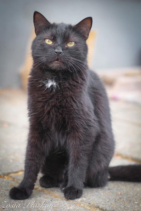 Cudowne koty do adopcji!