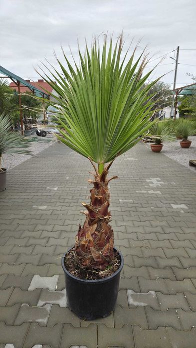 Washingtonia robusta – waszyngtonia wyniosła