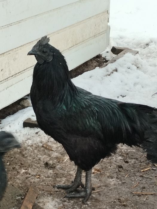 Ayam cemani kogut