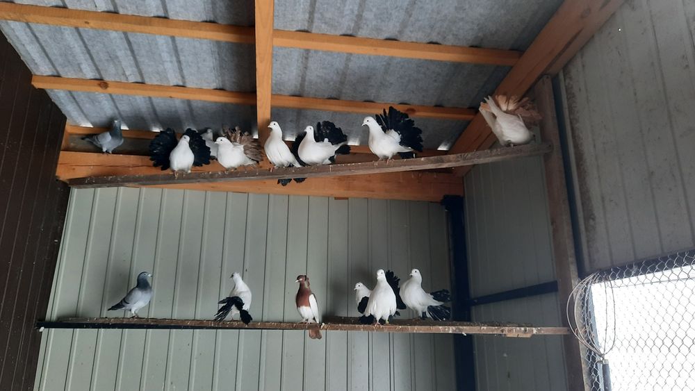 Pawiki samica samiec