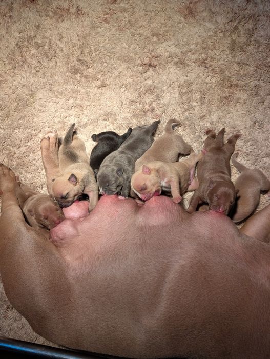 American bully POCKET