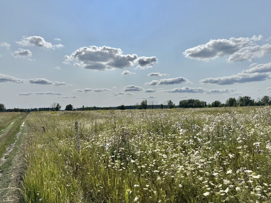 Земельна ділянка 5,9 га! Колонщина!