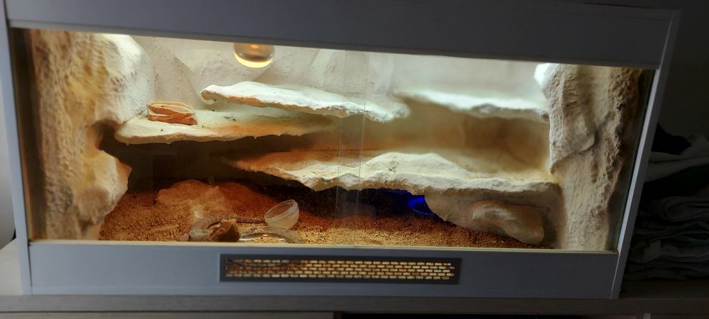 Agama kompletne terarium