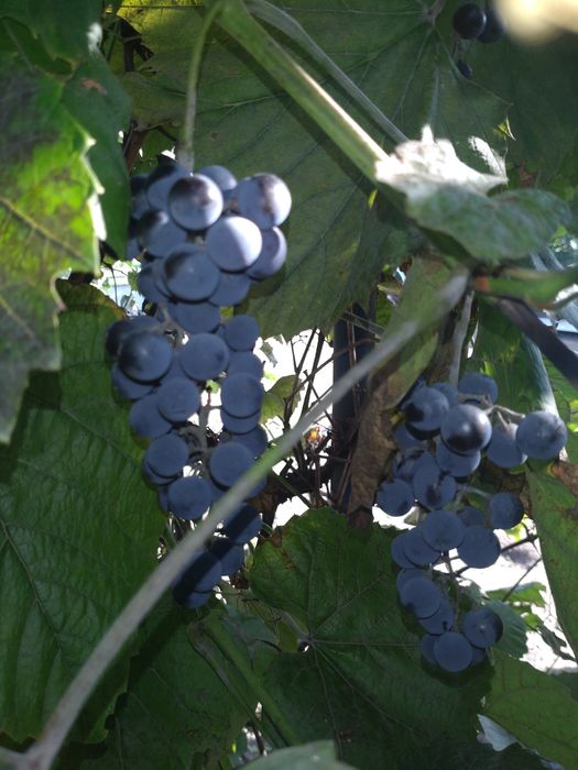 Winogrona ciemne