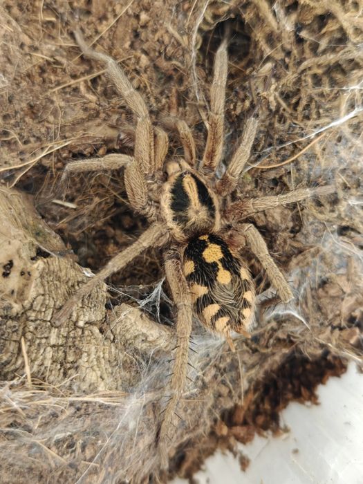 Samiec adult kędziorek I Hapalopus