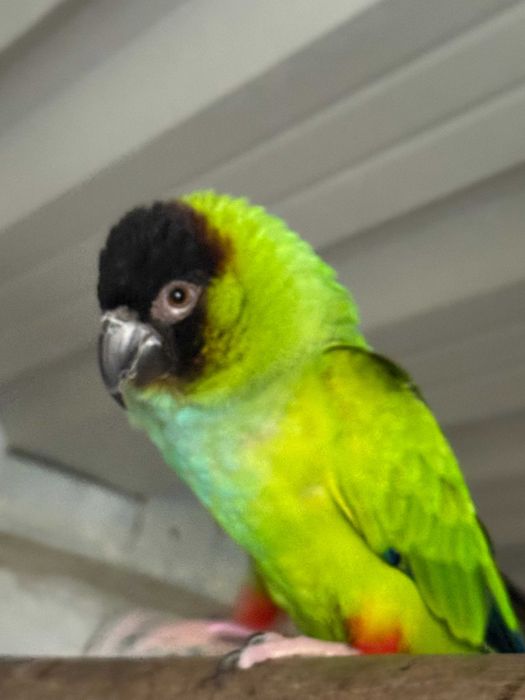 Aratinga Nanday Cabeça Preta Macho