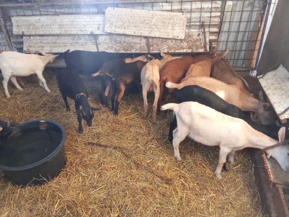 Lote de chibas murcianas com 7 meses