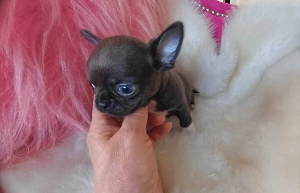 Chihuahua przepiękny niebieski maleńki chłopczyk