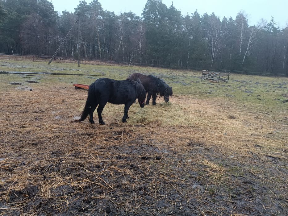 Sprzedam Klacz kuc kucyk