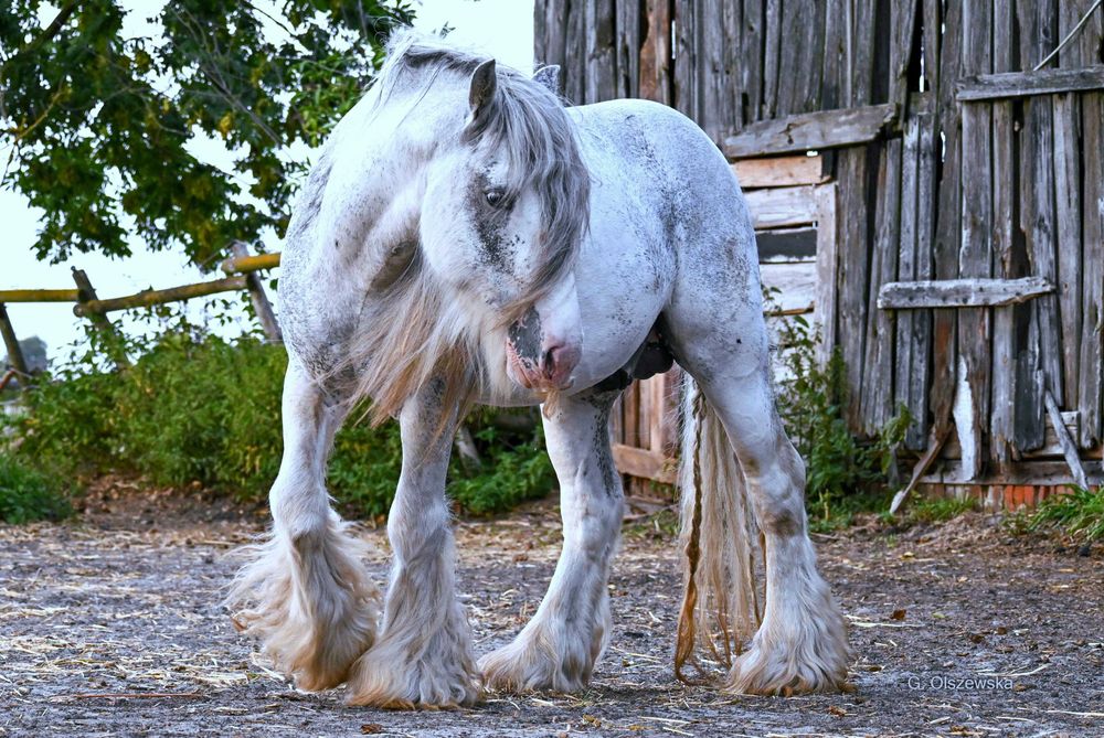 Ogier Irish Cob (nie tinker) z licencją / koń rodzinny