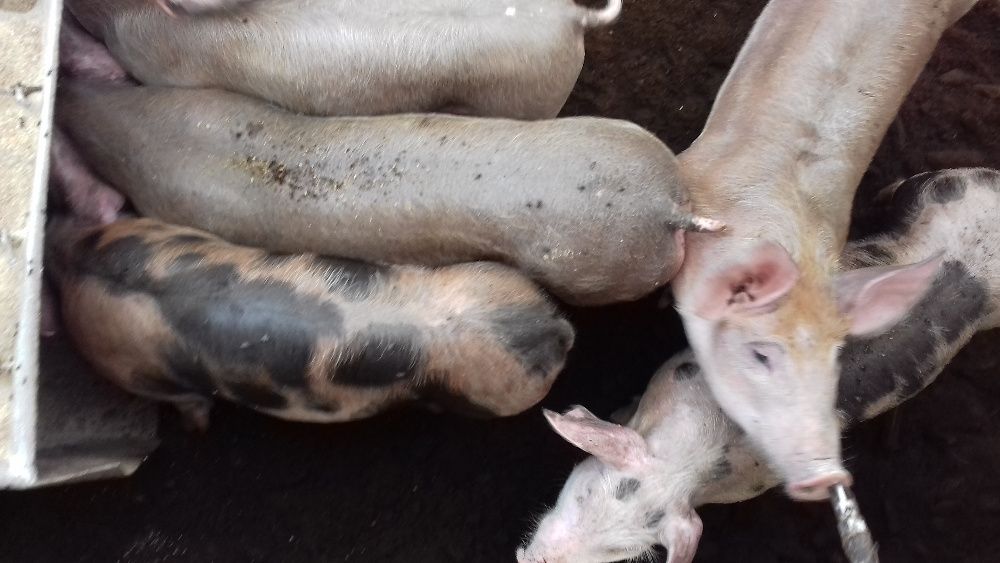 поросята породи петрен