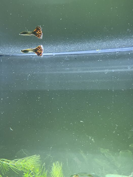 3 guppies adultos e 6 crias