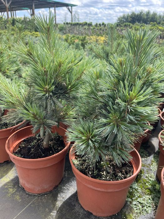 Sosna giętka Cesarini Blue 30 cm cena 120 zł