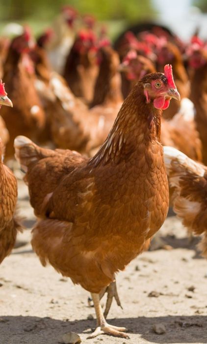 Кури Ломан Браун