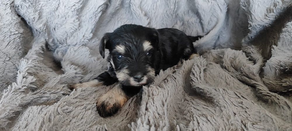 Sznaucer miniaturowy czarno-srebrny