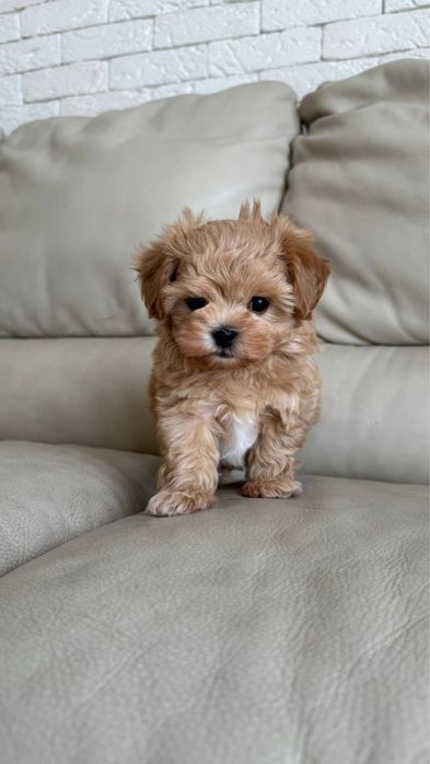 Мальтіпу гарнесенькі дітки