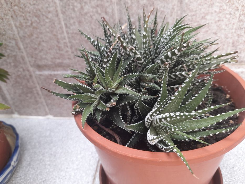 plantas  variadas