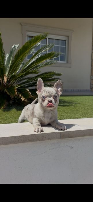 Chihuahua fêmea..