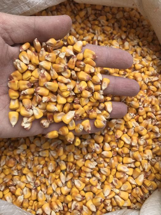 Продам зерно кукурузи. Свіжозмолочена