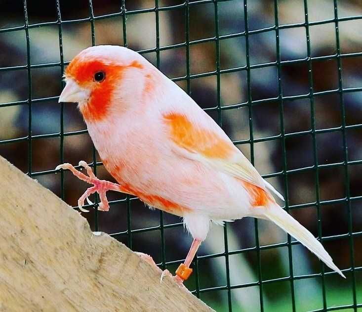 Vendo canários mosaico vermelho