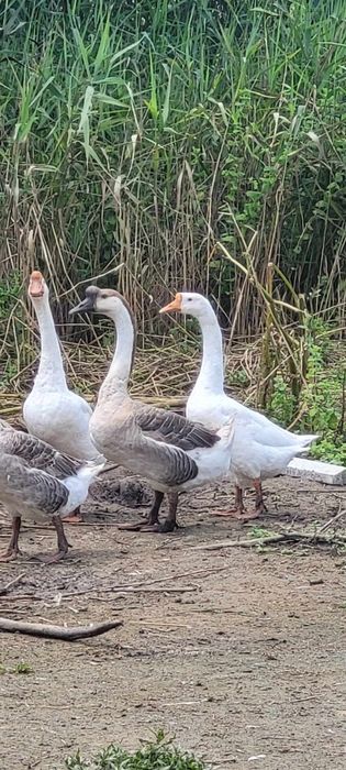 Vendo ovos de Ganso africano