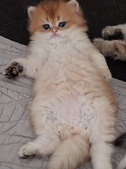 British Shortiar golden