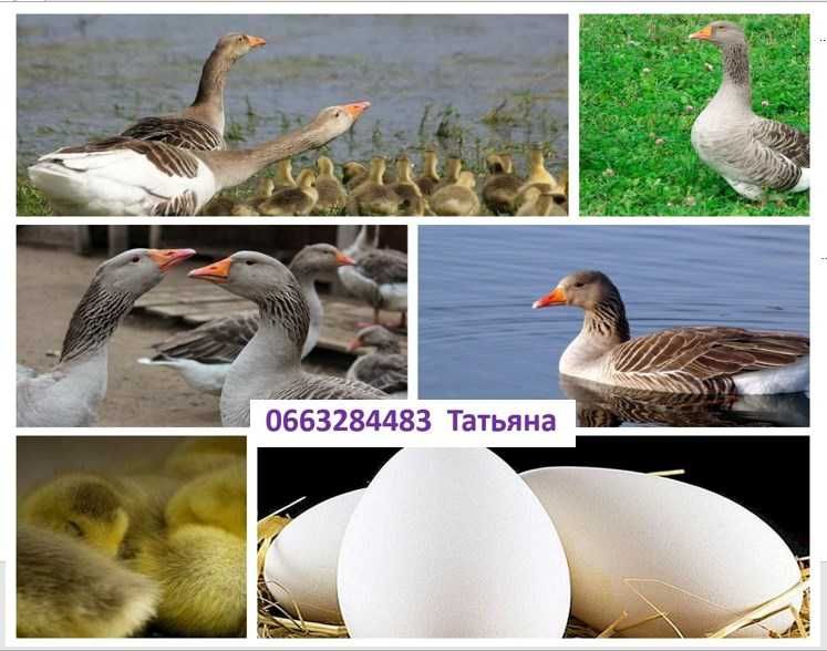 Яйця птицi для інкубаціі